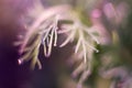 Small drops of dew on fresh green grass in the morning Royalty Free Stock Photo