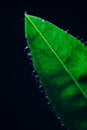 Small drops of water on the edges of a green leaf. Macrophoto of a green plant with water drops Royalty Free Stock Photo