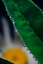 Small drops of water on the edges of a green leaf. Macrophoto of a green plant with water drops Royalty Free Stock Photo