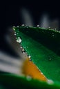 Small drops of water on the edges of a green leaf. Macrophoto of a green plant with water drops Royalty Free Stock Photo