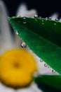 Small drops of water on the edges of a green leaf. Macrophoto of a green plant with water drops Royalty Free Stock Photo