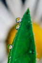 Small drops of water on the edges of a green leaf. Macrophoto of a green plant with water drops Royalty Free Stock Photo