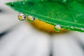 Small drops of water on the edges of a green leaf. Macrophoto of a green plant with water drops Royalty Free Stock Photo