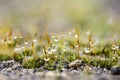 Small drops of water on the wall moss Royalty Free Stock Photo