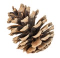 Small dry brown pine cone close-up isolated on white background Royalty Free Stock Photo