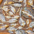 Small dry fish on the net Royalty Free Stock Photo