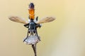 Small dry fly bicolor flower