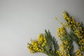 Small dry yellow mimosa flowers on a blank gray background. Space for text and labels Royalty Free Stock Photo