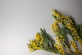 Small dry yellow mimosa flowers on a blank gray background. Space for text and labels Royalty Free Stock Photo