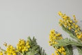 Small dry yellow mimosa flowers on a blank gray background. Space for text and labels Royalty Free Stock Photo