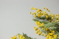 Small dry yellow mimosa flowers on a blank gray background. Space for text and labels Royalty Free Stock Photo