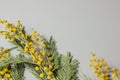 Small dry yellow mimosa flowers on a blank gray background. Space for text and labels Royalty Free Stock Photo