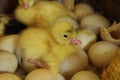 Small duck and eggs Royalty Free Stock Photo