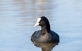 Small duck Eurasian coot black with red eyes in river
