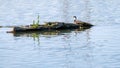 Small duck on an island in the Snake River Royalty Free Stock Photo