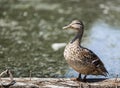 Small duck between the nails on a death tree, Tranylvania, Gyilkos to, Romania