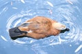 A small duck on the pond. Bird in the water. Multicolored feathered duck