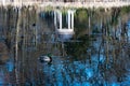 Small duck is swim in small pond with reflections on it Royalty Free Stock Photo