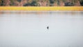 Small duck swimming alone in a lake Royalty Free Stock Photo