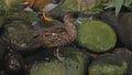 Small duck tangerine sheds in the water in the usual habitat in the forest Royalty Free Stock Photo