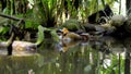 Small duck tangerine sheds in the water in the usual habitat in the forest