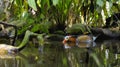 Small duck tangerine sheds in the water in the usual habitat in the forest Royalty Free Stock Photo