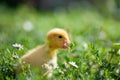 Hand holding newborn baby Muscovy duckling Royalty Free Stock Photo