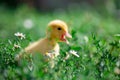 Hand holding newborn baby Muscovy duckling