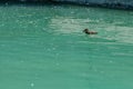 Small duckling floating on water Royalty Free Stock Photo