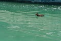 Small duckling floating on water Royalty Free Stock Photo