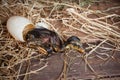 Small duckling hatched Royalty Free Stock Photo