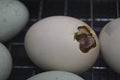 A small duckling hatches from the egg in the incubator.