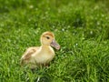 Small duckling on meadow