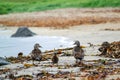 A small duckling walking with its parents as a family on a coast