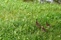 Small ducklings outdoor on green grass. Cute baby ducks marshing Royalty Free Stock Photo