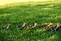 Small ducklings outdoor on green grass Royalty Free Stock Photo