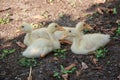 Small ducks resting on the ground