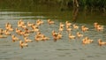 Small ducks swimming in the lake