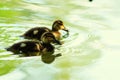 Small ducks