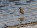 Small Dunlin bird wading in the shallow waters of a sandy beach