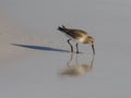 Small Dunlin brown bird standing on the wet beach sand eating a morsel of food