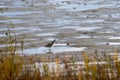 Small dunlin in the mudflats