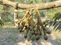 small durian flowers on the durian tree Royalty Free Stock Photo