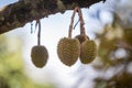 Small durian in the garden