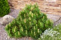 Small dwarf mountain pine with young buds in spring.Pinus mugo mughus for rock garden.Selective focus.Concept of beautiful