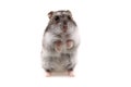 Small dzungarian hamster Royalty Free Stock Photo