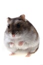 Small dzungarian mouse Royalty Free Stock Photo