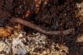 Small Earthworm Animal Royalty Free Stock Photo