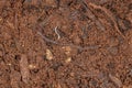 Small Earthworm Animal Royalty Free Stock Photo