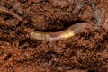 Small Earthworm Arthropod Royalty Free Stock Photo